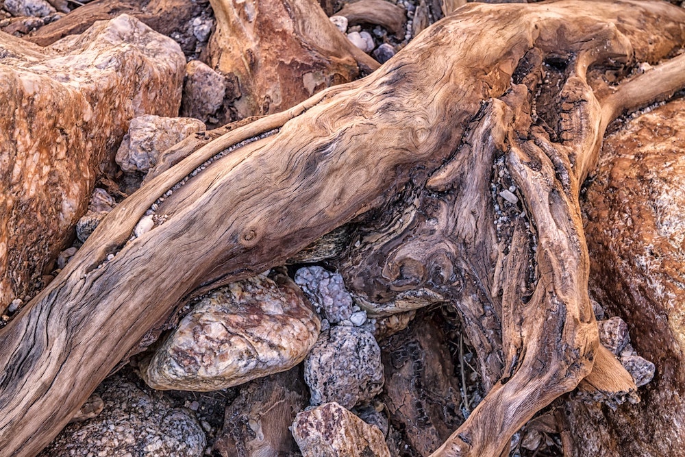 Exposed tree roots mingle with mixed size river rocks.