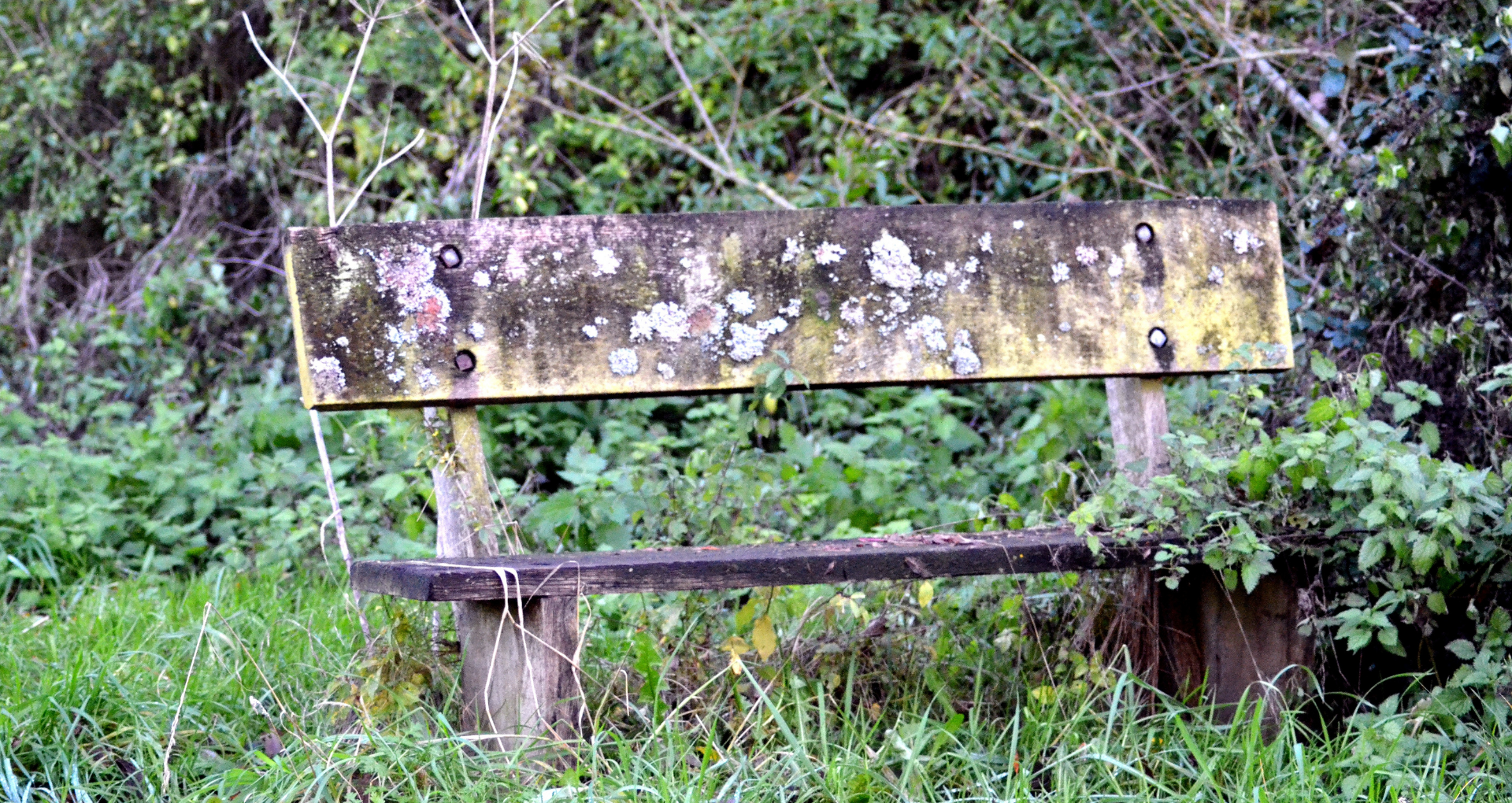 A moss-covered bench sits in grass and vegetation in the background.