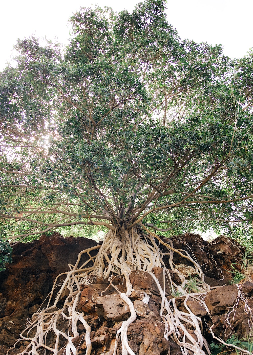 View is of a tree from below a rock ledge with roots exposed and draping over large boulders. The tree branches are lit from behind.