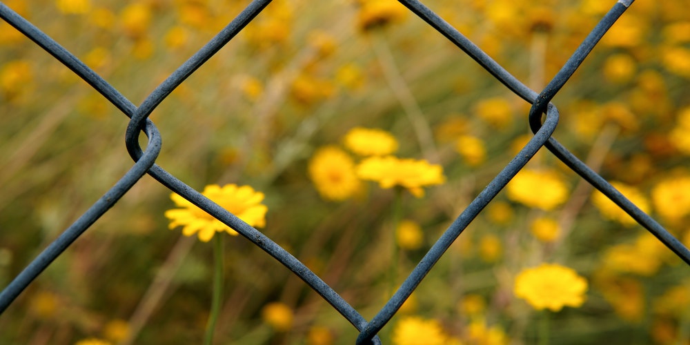 The view is through a chainlink fence in the foreground, of a field of yellow flowers on the other side.