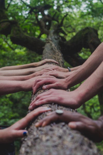 A number of hands align, facing each other, with palms against the trunk of a tree.