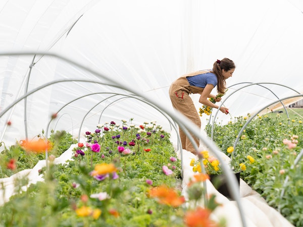 A human leans over rows of flowers inside a greenhouse.