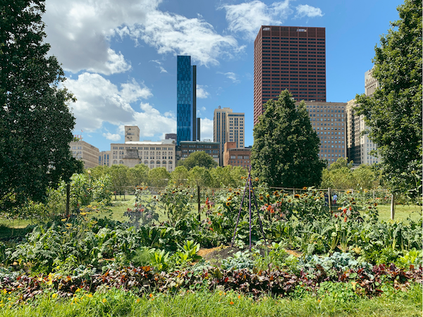 A vegetable garden is in the foreground, beyond are a few trees and then city with skyscrapers.