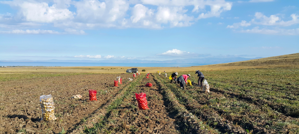Farm workers in fields harvest potatoes with bags of potatoes in the foreground.