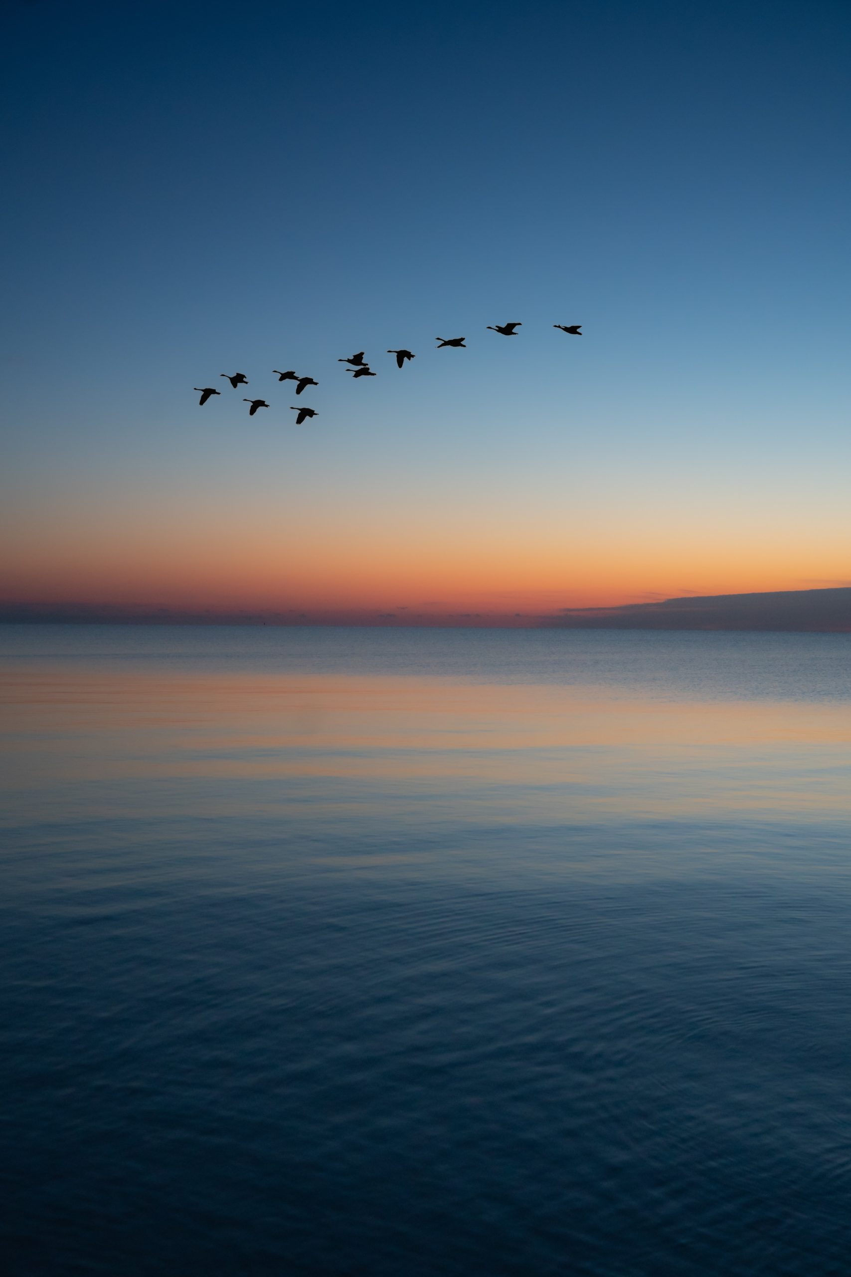 birds flying over the ocean and sunset or sunrise in the distance