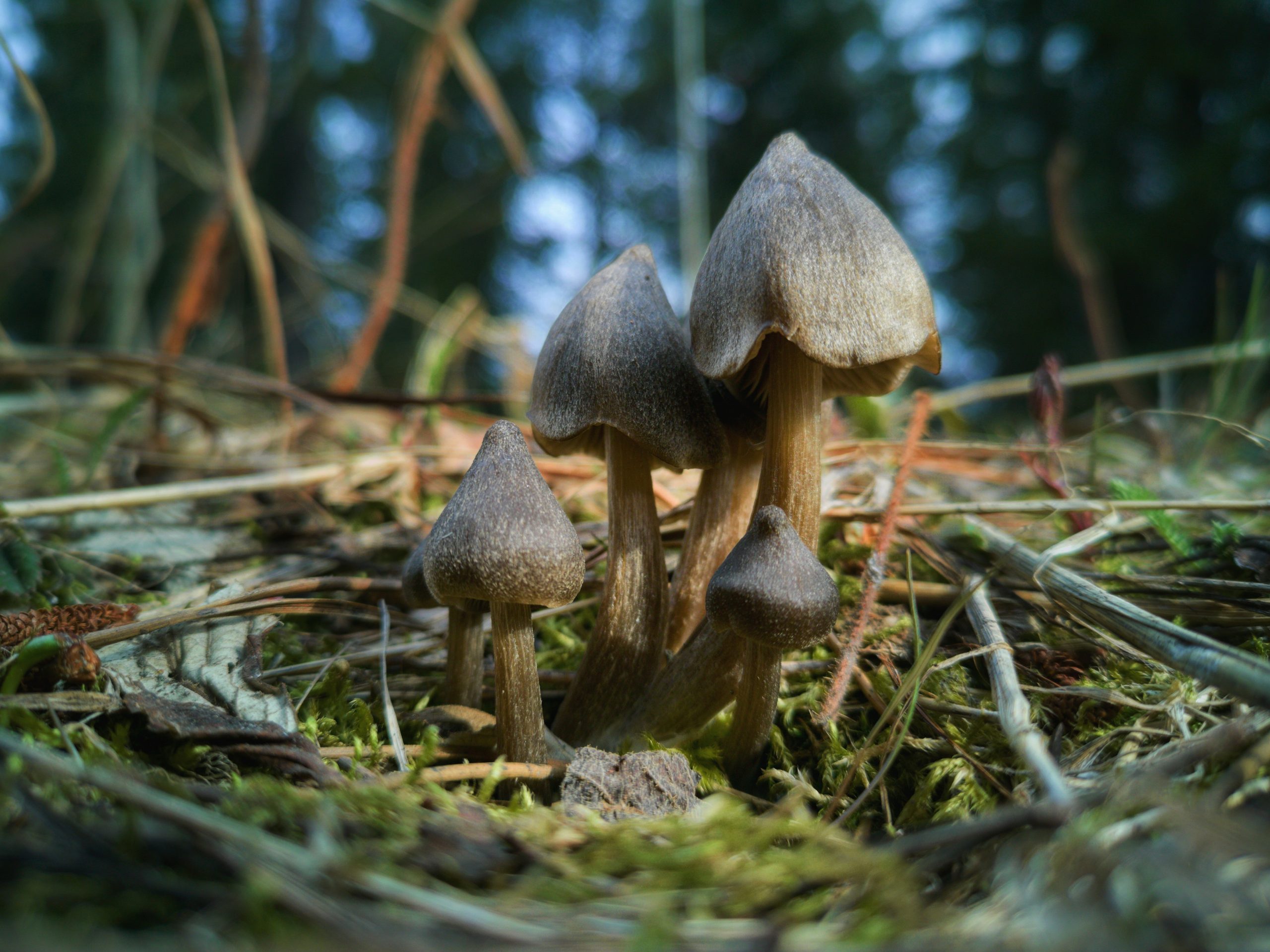 Mycelium on forest floor