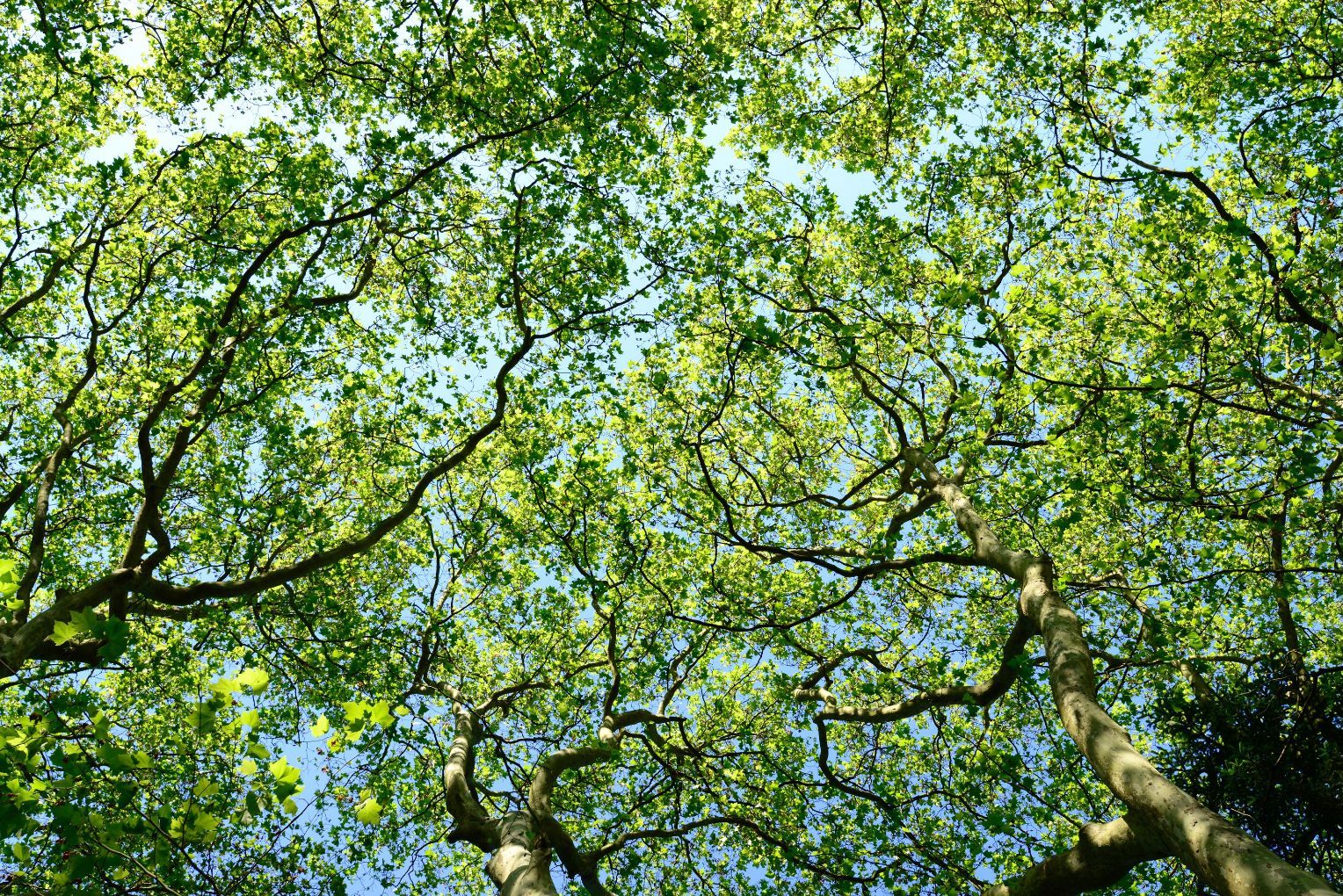 A canopy of trees – branches and green leaves and blue sky.